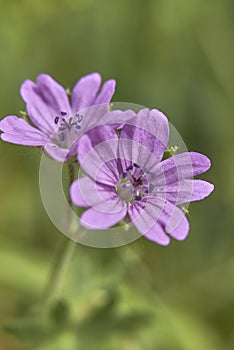 Geranium molle in bloom