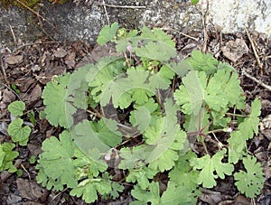 Geranium molle close up