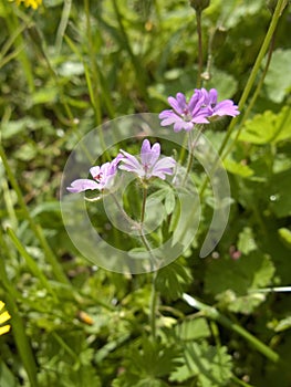 Geranium molle close up