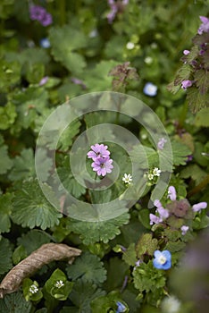 Geranium molle close up