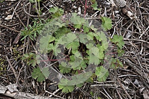 Geranium molle close up