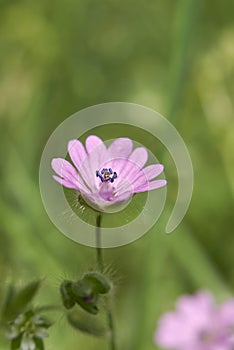 Geranium molle close up