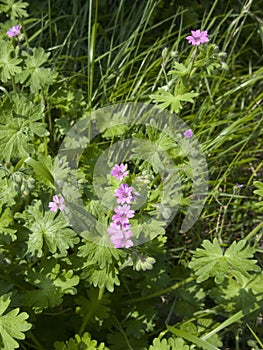 Geranium molle close up