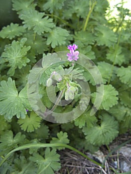 Geranium molle close up