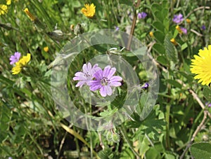 Geranium molle close up