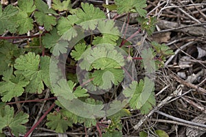 Geranium molle close up