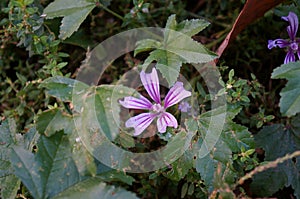 Geranium molle or the pink cranesbill