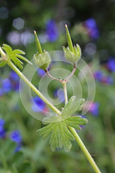 Geranium molle - Wild plant shot in the spring.