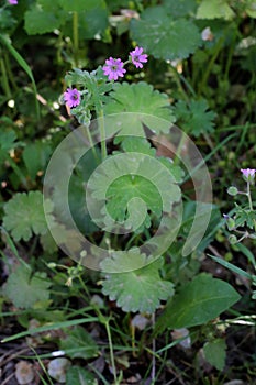 Geranium molle - Wild plant shot in the spring.