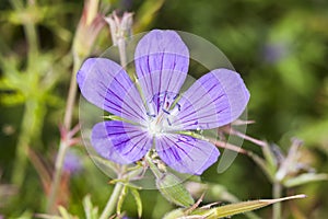 Geranium `Nimbus`