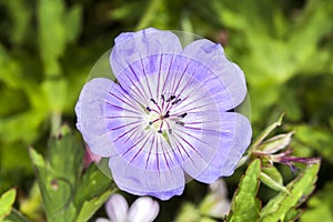 Geranium x oxonianum `A T Johnson`