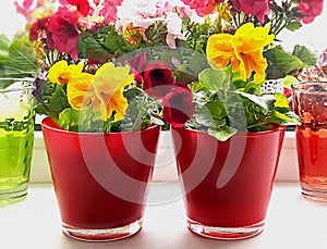 Geranium with pansies red pink yellow flowers  for home  and  garden street flowers for urban flower beds  home  plant