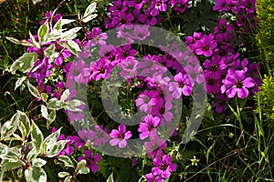 Geranium Patricia, with bright dogwood leaves.