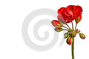 Pelargónie ()  kvetina 
