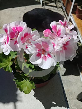 Geranium photo