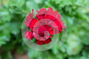 Geranium, Pelargonium Pelargonium zonale hybrid. Red flowering plant