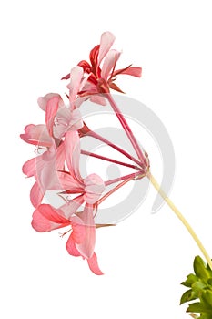 Geranium (Pelargonium peltatum) isolated on white photo