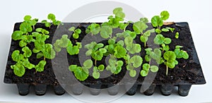Geranium/ pelargonium Seedlings