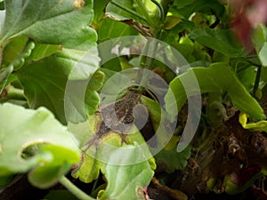 Geranium (Pelargonium spp.)-Botrytis blight