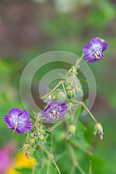 Geranium phaeum