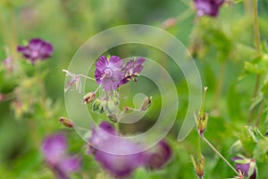 Geranium phaeum