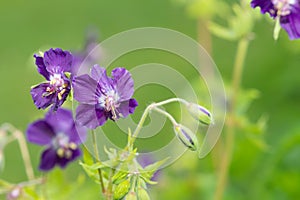 Geranium phaeum
