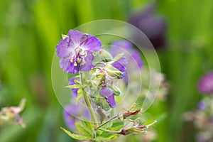 Geranium phaeum