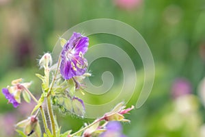 Geranium phaeum