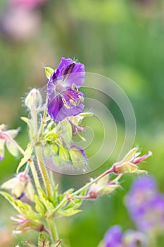 Geranium phaeum