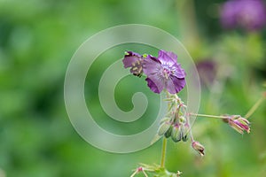 Geranium phaeum