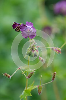 Geranium phaeum