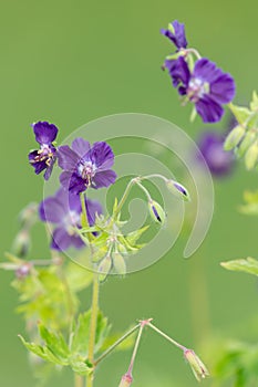 Geranium phaeum