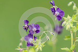 Geranium phaeum