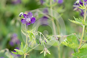 Geranium phaeum