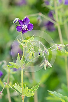 Geranium phaeum