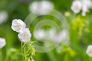 Geranium phaeum