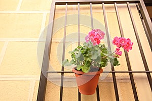 Geranium pink flower hanging pot