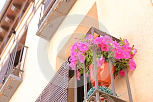 Geranium pink flower hanging pot