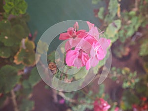 Geranium pink flower scient. class. Geraniales