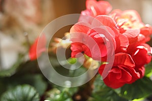 Geranium plant with beautiful red flowers on blurred background, closeup. Space for text