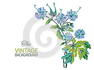 Geranium plant with flowers, leaves and fruits, isolated on white background. Hand-drawn vector floral composition.