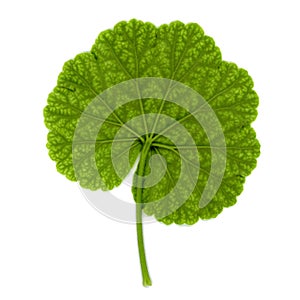 geranium plant (Geraniales) leaf over white