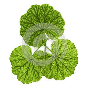 geranium plant (Geraniales) leaf over white