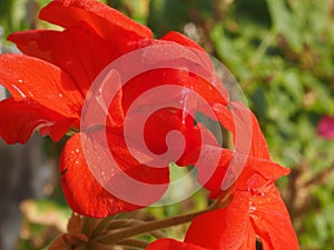 geranium plant (Geraniales) red flower