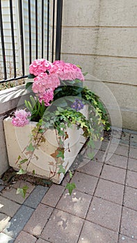 Geranium planter