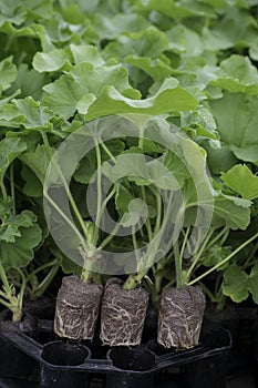 Geranium plugs 30 days old after took the cuttings