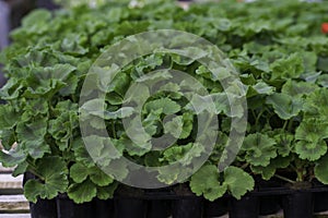 Geranium plugs 30 days old after took the cuttings