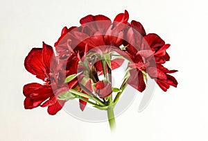 Red geranium pelargonium flower