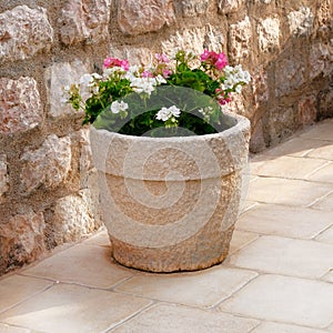 Geranium. Pot with bushes of blooming plants. Landscape design. Bushes with pink and white flowers in light ceramic flower pot