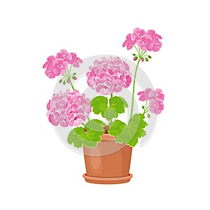 Geranium in pot isolated on white. Vector illustration of pink flower